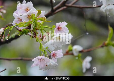 A cherry tree is surrounded by clouds of mist.Train, cherry blossom, tree, cloud. Various views of Alishan National Forest Recreation Area in Chiayi C Stock Photo