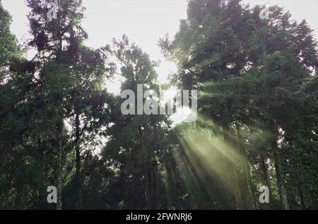 The morning sunlight in the forest.Train, cherry blossom, tree, cloud. Various views of Alishan National Forest Recreation Area in Chiayi County, Taiw Stock Photo