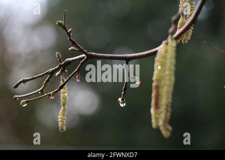 dripping wet branch with male catkins of the common hazel Stock Photo