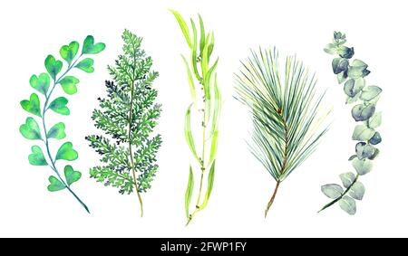 Adiantum capillus-veneris, Cedar, Seeded eycalyptus twig, Pine branch and Blue Eucalyptus tetragona isolated on white watercolor illustration Stock Photo
