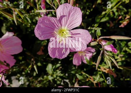 Oenothera Speciosa, also known as pinkladies , Mexican primrose. herbaceous perennial wildflower. California ; USA Stock Photo