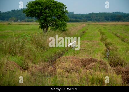 Common Egret feeding in a paddy field. Green paddy fields landscape with white bird in Sawah Ring, Malaysia Stock Photo