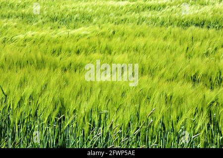 green wheat field Stock Photo