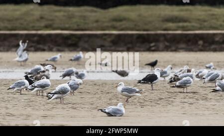 A panoramic image of a mixed flock of Herring Gulls and Great Black backed Gulls gathered at low tide on The Gannel in Newquay in Cornwall. Stock Photo