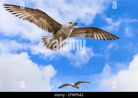 Ring-billed gull or seagull (Larus delawarensis), in juvenile plumage, view from below, wings spread, England, UK Stock Photo