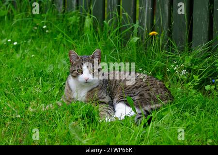 A cute tabby cat with white markings lying in green grass . Stock Photo