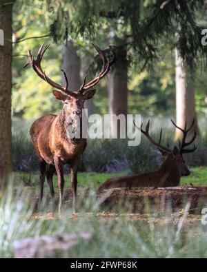 A red deer stag (cervus elaphus, male) proudly stands near the edge of the forest, woodland in Germany