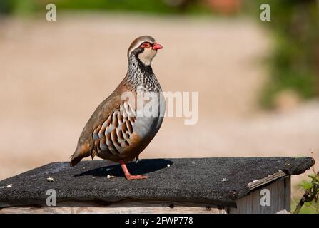 A Red-legged partridge, Arnside, Milnthorpe, Cumbria, UK Stock Photo