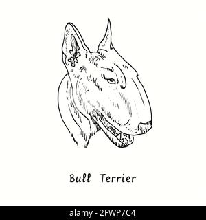 Bull Terrier face side portrait. Ink black and white doodle drawing in woodcut style. Stock Photo