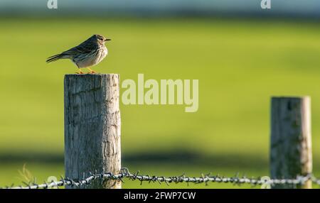 A meadow pipit on a wooden fence post, Whitewell, Clitheroe, Lancashire, UK Stock Photo