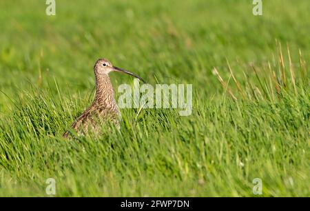 A curlew in a fields near Whitewell, Clitheroe, Lancashire, UK. Stock Photo