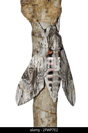 Convolvulus hawk-moth (Agrius convolvuli) isolated on white Stock Photo