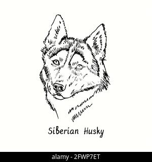 Husky dog. Ink black and white drawing Stock Photo - Alamy