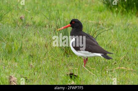 An oystercatcher in a field near Whitewell, Clitheroe, Lancashire, UK. Stock Photo