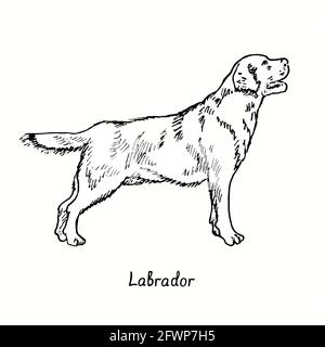 Labrador Retriever standing side view. Ink black and white doodle drawing in woodcut style. Stock Photo