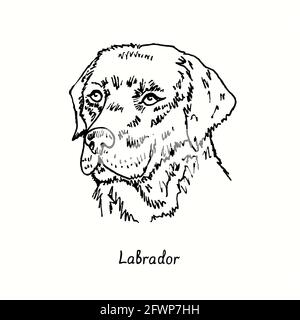 Labrador Retriever muzzle front view. Ink black and white doodle drawing in woodcut style. Stock Photo