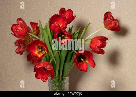 Fading red tulips on pastel brown background. bouquet of red tulips on braun textured background. Soft focus. Stock Photo