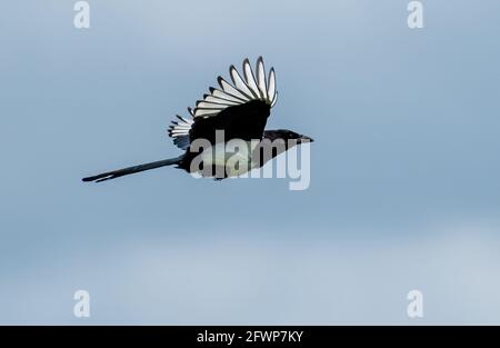 A magpie flying on Humphrey Head, Allithwaite, Grange-over-Sands, Cumbria. Stock Photo