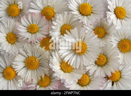 Pattern background with white daisy flower, close up top view. Stock Photo