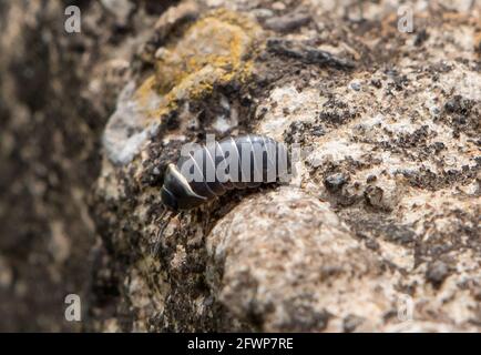 A pill millipede on a rock on Humphrey Head, Allithwaite, Grange-over-Sands, Cumbria. Stock Photo