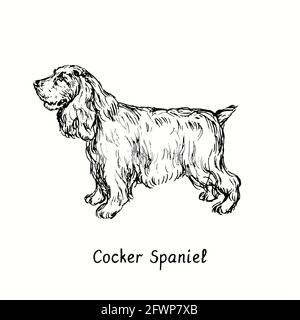 Cocker Spaniel standing side view. Ink black and white doodle drawing in woodcut style. Stock Photo