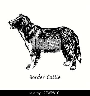 Border Collies standing side view. Ink black and white doodle drawing in woodcut style. Stock Photo