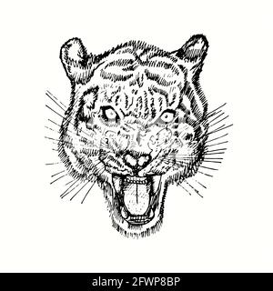 Tiger growling muzzle front view. Ink black and white doodle drawing in woodcut style. Stock Photo