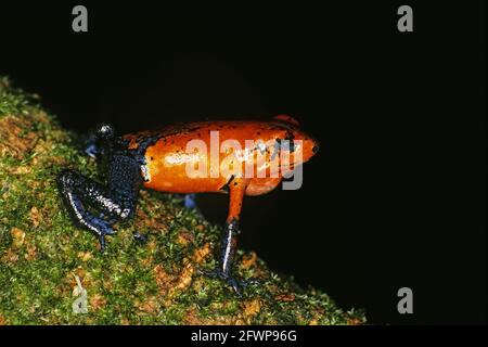 Strawberry Poison Dart Frog Dendrobatus pumilio Finca La Selva Costa Rica RE000096 Stock Photo