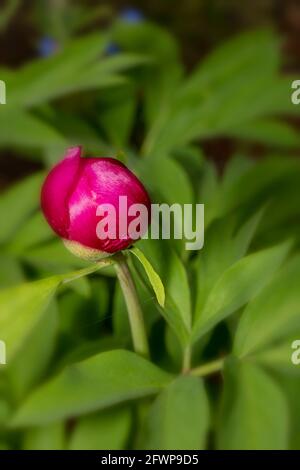 Paeonia officinalis subsp. microcarpa Stock Photo