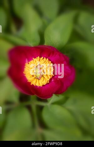 Paeonia officinalis subsp. microcarpa Stock Photo