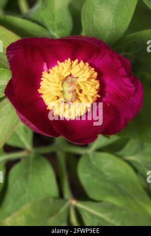 Paeonia officinalis subsp. microcarpa Stock Photo