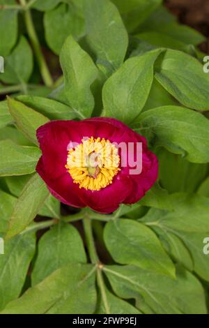 Paeonia officinalis subsp. microcarpa Stock Photo