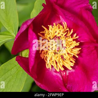 Paeonia officinalis subsp. microcarpa Stock Photo