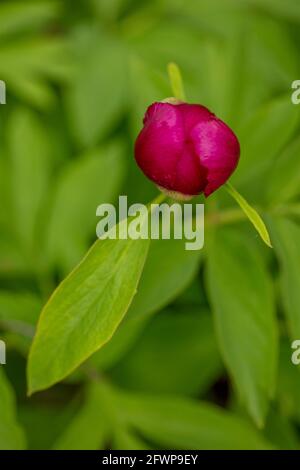 Paeonia officinalis subsp. microcarpa Stock Photo