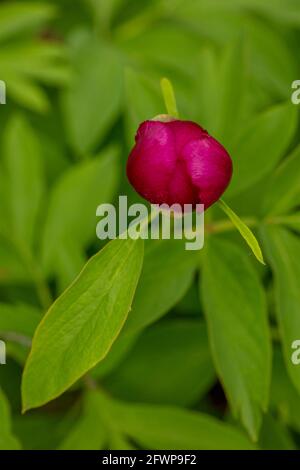 Paeonia officinalis subsp. microcarpa Stock Photo