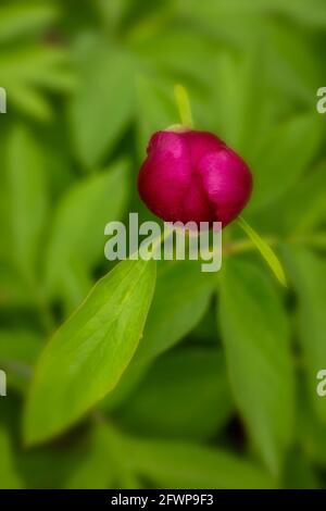 Paeonia officinalis subsp. microcarpa Stock Photo