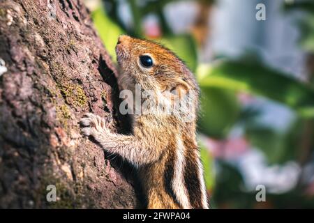 Cute small baby squirrel trying to climb a huge mango tree, Yet to learn and master the art of climbing, struggles to grip and hold on to the large tr Stock Photo