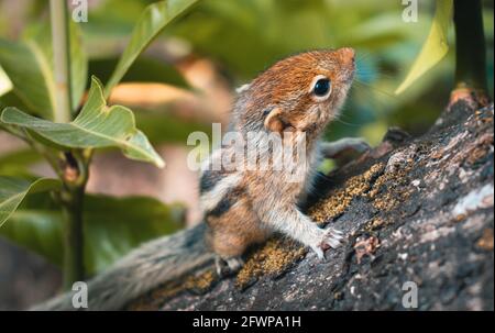 Cute and adorable small-boned newly born squirrel baby struggling hold on to a big mango tree, three stripes on the back, and furry skin. Close up wil Stock Photo