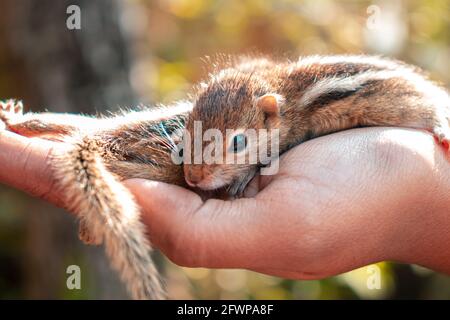 Cute and cuddly orphan newborn baby squirrel resting on the warmth of a young woman's hand side close up view. young squirrel baby looking at the came Stock Photo