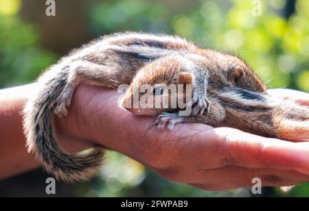 Taking care of two abandoned newborn squirrel babies. Cute and cuddly three-striped palm baby squirrels, innocence, and caring hand concept photograph Stock Photo