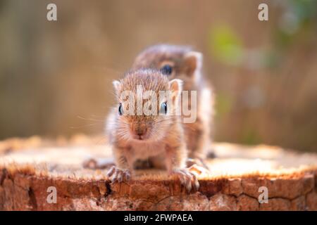 Small Squirrels lost in the wild, cute and adorable orphan squirrel babies are confused and looking at camera, three striped palm squirrels lean forwa Stock Photo