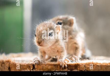 Small Squirrels lost in the wild, cute and adorable newborn orphan squirrel babies barely can walk and climb, three striped palm squirrels lean forwar Stock Photo