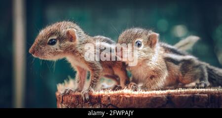 Small Squirrels lost in the wild, cute and adorable orphan squirrel babies barely can walk and climb, three striped palm squirrels lean forward and lo Stock Photo