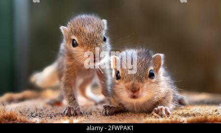 Small Squirrels lost in the wild, cute and adorable orphan squirrel babies are confused and looking everywhere, three striped palm squirrels lean forw Stock Photo
