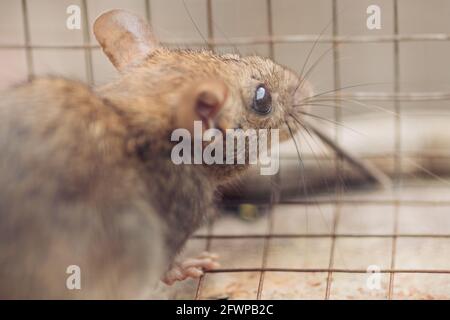 House rat trapped inside and cornered in a metal mesh mousetrap cage. concept of fear and pest control. Stock Photo