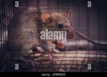 House rat trapped inside and cornered in a metal mesh mousetrap cage. concept of fear and pest control. Stock Photo