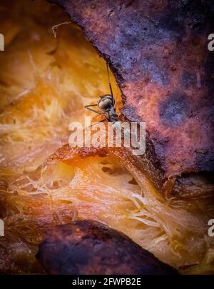 Rotten Food Bad Smell Or Stink In Refrigerator Or Fridge Stock Photo 