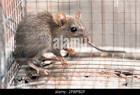 House rat trapped inside and cornered in a metal mesh mousetrap cage. concept of fear and pest control. Stock Photo