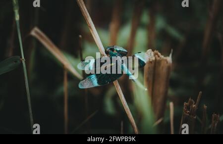 Dragonfly insect spread its transparent wings and perched on top of dead grass stem. Stock Photo