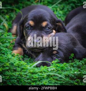 Two cute newborn baby dachshund pups sleeping on the grass field. Stock Photo